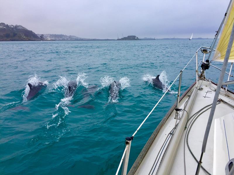 Racing with dolphins photo copyright Jo Hider taken at  and featuring the Cruising Yacht class