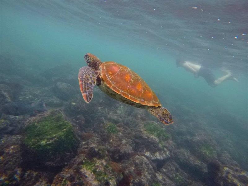 World ARC 2018 - Galapagos - Turtle - photo © World Cruising