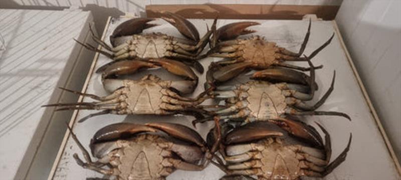 Tim O'Neill smashed the muddies after Sunday night's storms. A great haul for a 3 hour soak - photo © Fisho's Tackle World