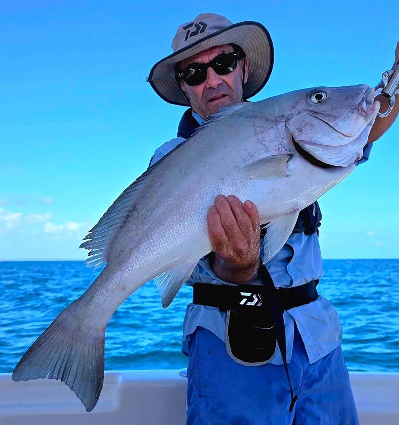 Large blackall are hard-pulling reefies, if not a bit disappointing in the seafood stakes. Hot Reels Charter clients get to battle them often enough photo copyright Fisho's Tackle World taken at  and featuring the Fishing boat class