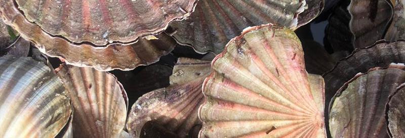 Scallop photo copyright Department of NRE Tasmania taken at  and featuring the Fishing boat class