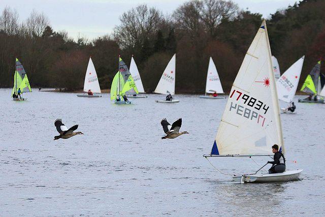 Low-flying hazards to be avoided - Day 3 of the Fox's Marine & Country Alton Water Frostbite Series photo copyright Tim Bees taken at Alton Water Sports Centre and featuring the ILCA 4 class