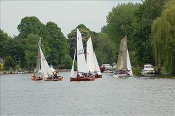 Merlins at Upper Thames