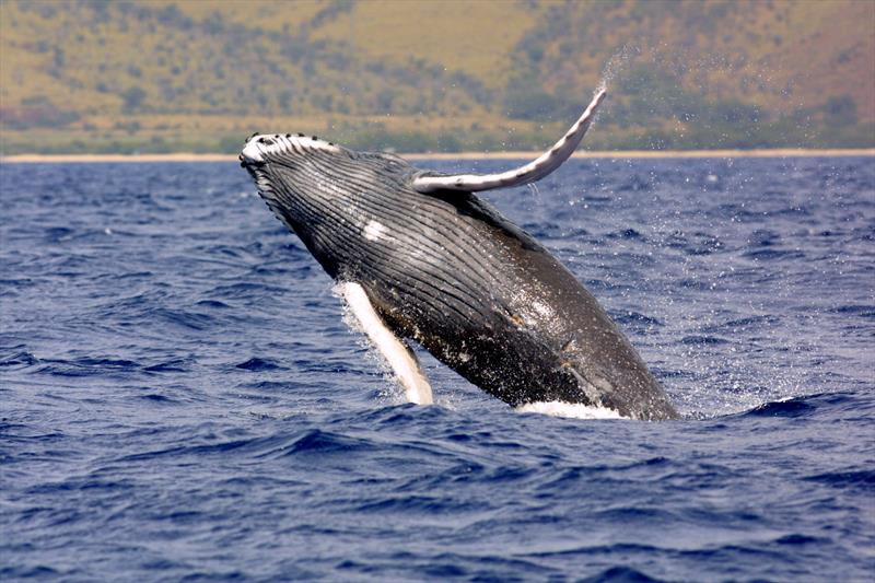 Humpback whale breaching photo copyright NOAA taken at 