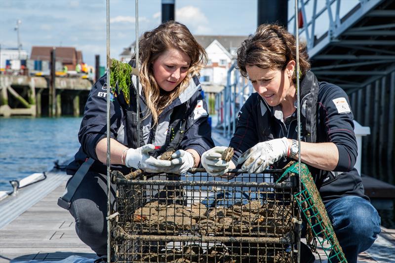 Monitoring oysters in the Oyster Regeneration Project in the Solent - photo © Harry KH / Land Rover BAR