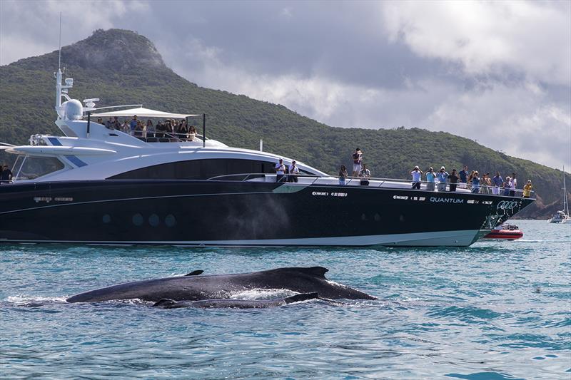 Whales and Quantum on day 2 at Audi Hamilton Island Race Week photo copyright Andrea Francolini taken at Hamilton Island Yacht Club