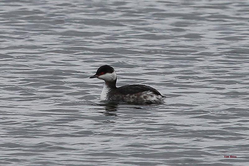 Is this the elusive Slavonian red-eyed grebe on day 8 of the Fox's Marine & Country Alton Water Frostbite Series photo copyright Tim Bees taken at Alton Water Sports Centre
