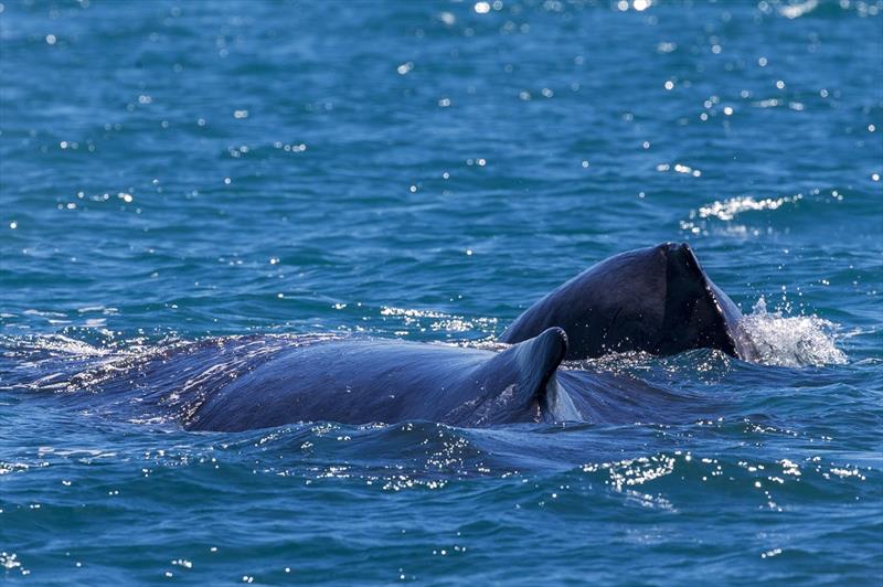 Whale watching on day 4 of Airlie Beach Race Week 2017 photo copyright Andrea Francolini taken at Whitsunday Sailing Club