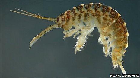 Dikerogammarus villosus or the ‘killer shrimp’ as it has become nicknamed photo copyright RYA taken at 