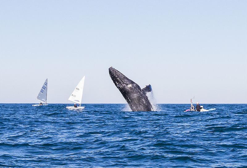 As if answering the request, this Humpback was keen to impress photo copyright John Curnow taken at Coffs Harbour Yacht Club