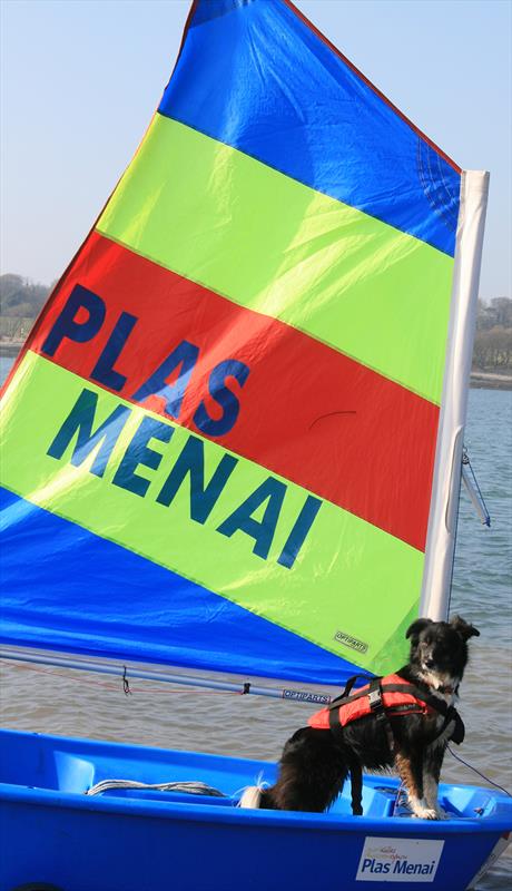 Sailing lessons for dogs at Plas Menai photo copyright Sam Sheather taken at  and featuring the  class