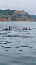 A pod of dolphins watch the Scorpion Open at Sidmouth Sailing Club © Richard Gatehouse