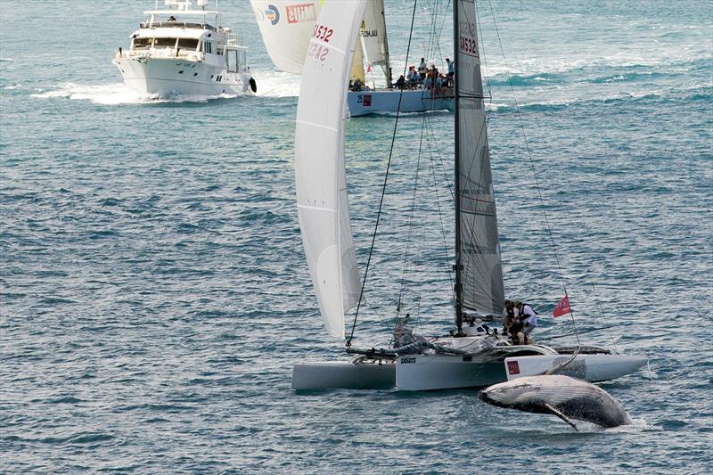 Leaping calf near Carbon on day 4 of Audi Hamilton Island Race Week photo copyright Andrea Francolini / Audi taken at Royal Hamilton Yacht Club and featuring the Trimaran class
