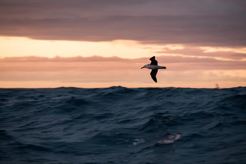 Leg 7 from Auckland to Itajai, day 14 on board AkzoNobel. 30 March, . A wandering albatross. - photo © James Blake / Volvo Ocean Race