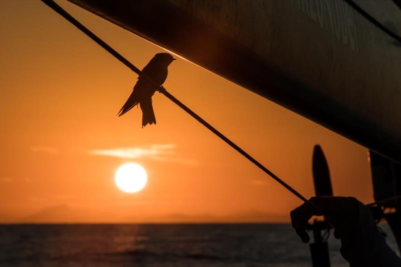 Volvo Ocean Race Leg 8 from Itajai to Newport, day 1 on board Turn the Tide on Plastic. A little visitor at sunset photo copyright James Blake / Volvo Ocean Race taken at  and featuring the Volvo One-Design class