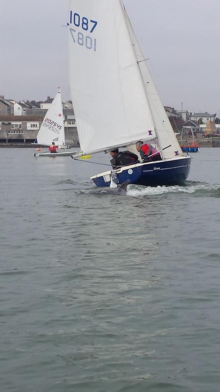 Jack Mann & Ron Goggin (Wanderer) waiting for the start with dolphin astern photo copyright Lee Jezard taken at Torpoint Mosquito Sailing Club and featuring the Wanderer class