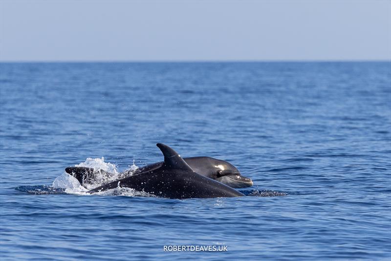 and the dolphins came to play - 5.5 Metre World Championship 2023, final day - photo © Robert Deaves