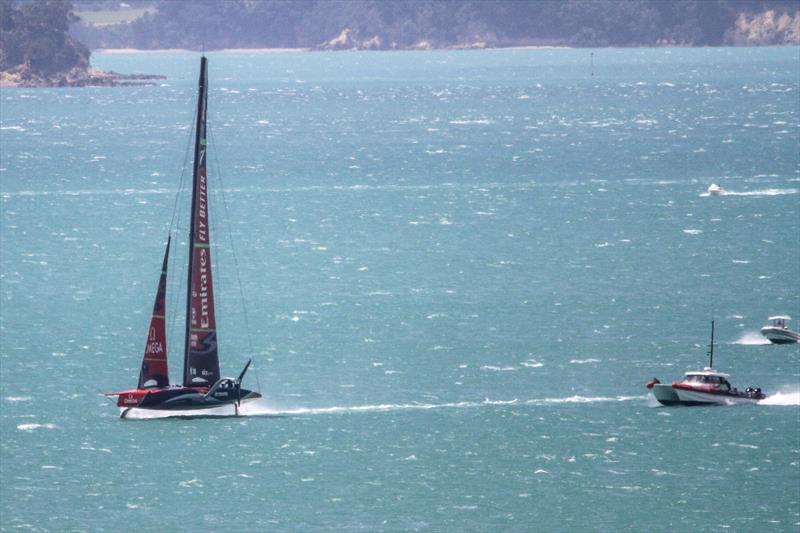 Plenty of sheep in The Paddock - Emirates Team New Zealand - Waitemata Harbour - November 22, 2019 - photo © Richard Gladwell / Sail-World.com