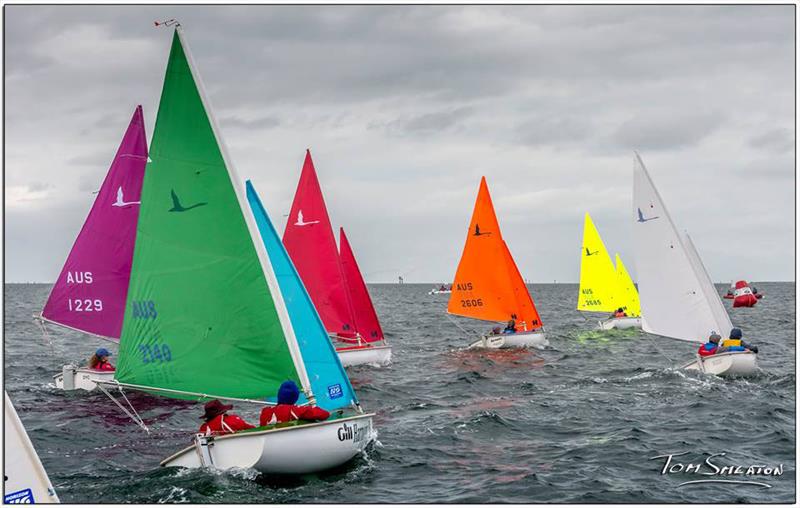 Racing underway in the Gill Combined Hansa Class Asia Pacific Championships photo copyright Tom Smeaton taken at Royal Geelong Yacht Club and featuring the Hansa class