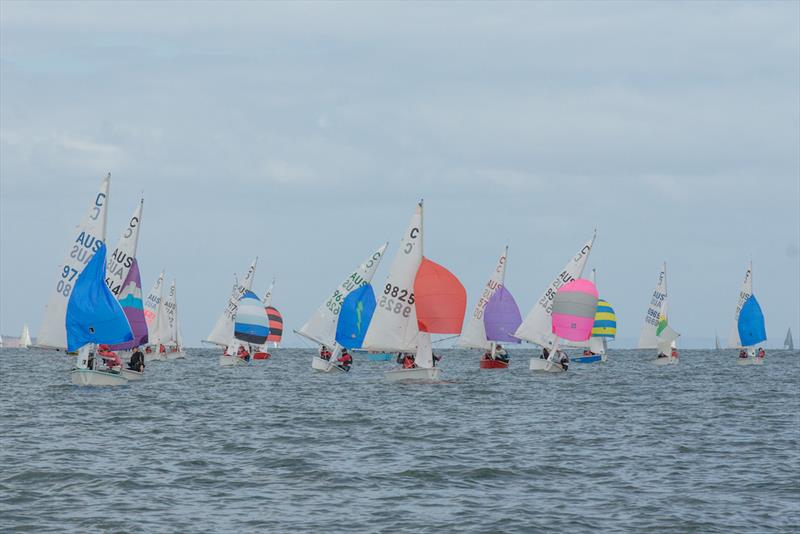 The Victorian Cadet fleet under spinnaker at the 2019 Lipton Cup Regatta photo copyright Damian Paull taken at Royal Yacht Club of Victoria and featuring the Cadet class