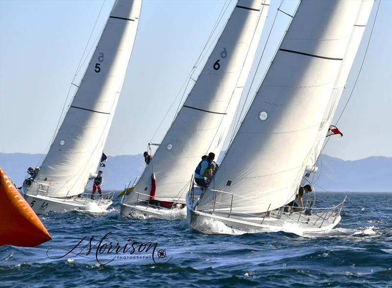 POLA Harbor Cup 2026 photo copyright Morrison Photo Ventures taken at Los Angeles Yacht Club and featuring the Catalina 37 class