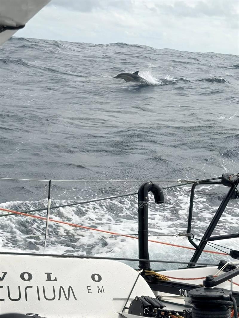 Dolphins along for the ride during Globe40 Leg 5 photo copyright Globe40 taken at  and featuring the Class 40 class