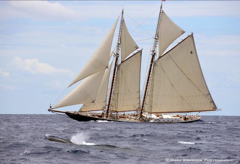 Several whales got in the act during the second race at the Antigua Classic Yacht Regatta - photo © Mark Kransow Photography