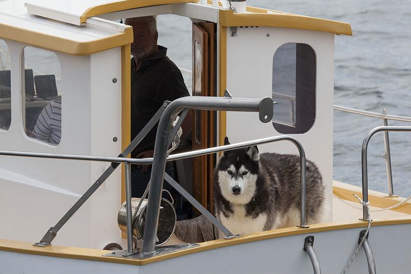 2023 Australian Wooden Boat Festival in Hobart - some were unclear as to all the fuss.. - photo © John Curnow