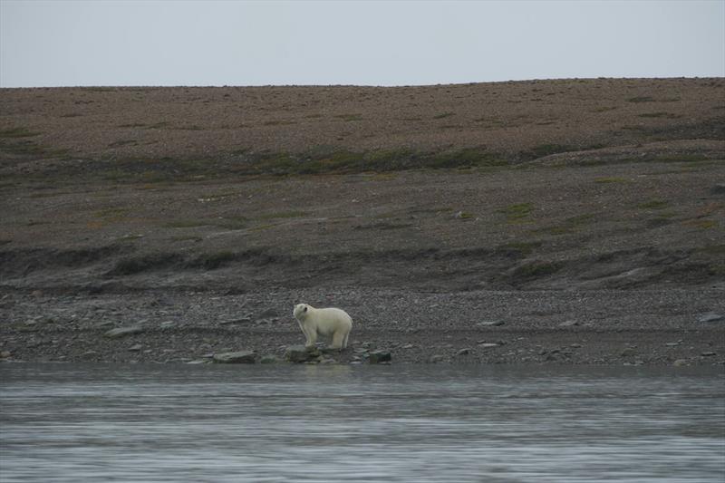 Polar bear, Fort Ross, Nunavut photo copyright Ella Hibber taken at  and featuring the Classic Yachts class