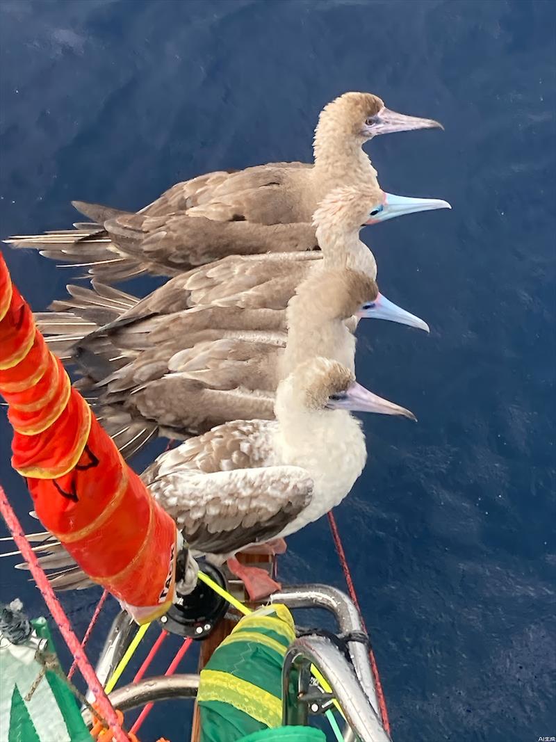 Boobies like bowsprits while sailing along and the bonus!! when they poop, it's not over the solar panels or deck!! - photo © Christian Sauer / MGR2025