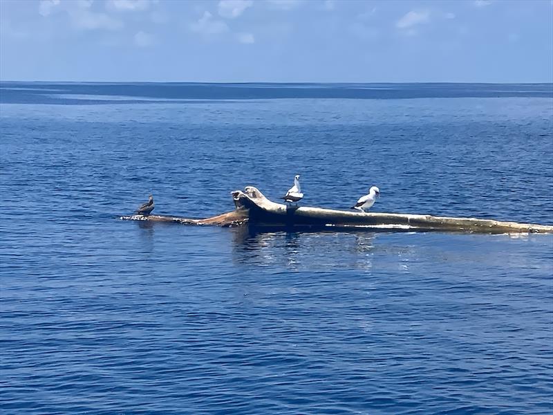 All the sailors have seen plenty of logs (many have hit them) and debris on this leg..a well documented issue out of Panama that should now decrease leaving Galapagos - photo © Christian Sauer / MGR2025