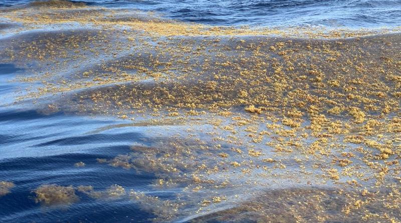 As the fleet cleared the mouth of the Amazon, a new enemy appeared: vast mats of sargassum seaweed - photo © Dan Turner / MGR2025
