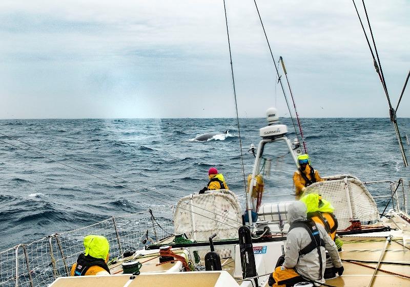 Not alone, Zhuhai were joined by some incredible wildlife - The Clipper Race Leg 3 - Race 4, Day 12 photo copyright Clipper Race taken at  and featuring the Clipper 70 class