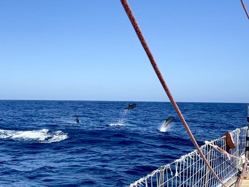 Pod of dolphins cruise past Unicef - photo © Clipper Race