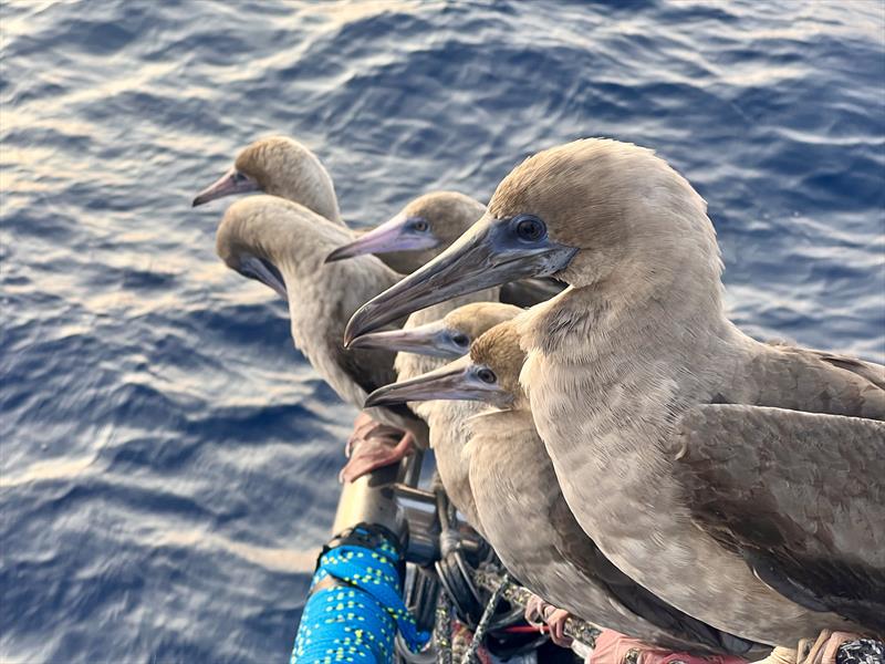 The now infamous booby, taking up residence on the bow sprit - photo © Clipper Race