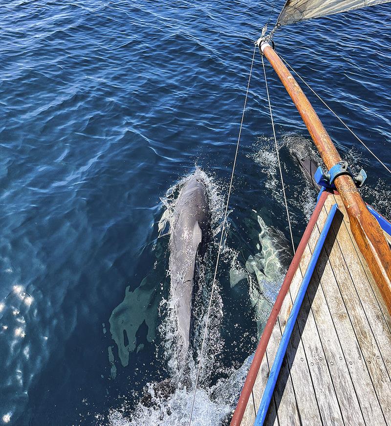 Friends for the journey - not just a hashtag, but a great omen too! - photo © Nick Jaffe