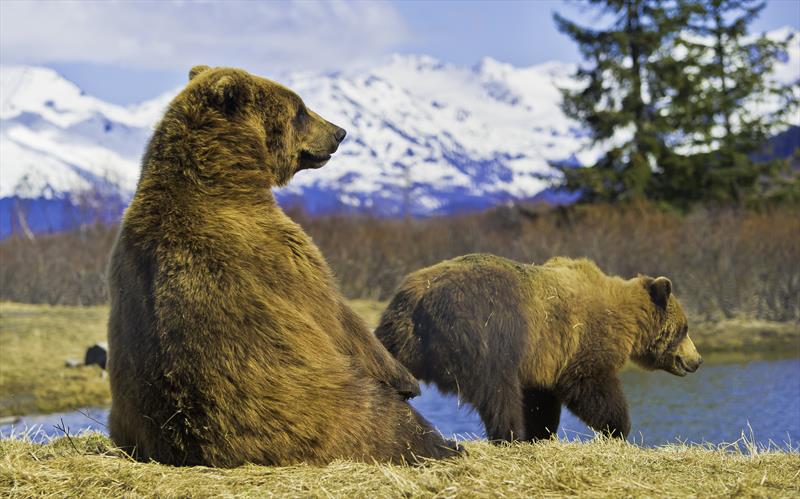 Grizzly Bears on Kodiak Island, Alaska photo copyright Tradewind Voyages taken at  and featuring the  class