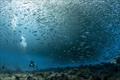 © NOAA Fisheries / Jeff Milisen
