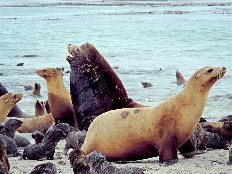 California Sea Lion Population Rebounded To New Highs