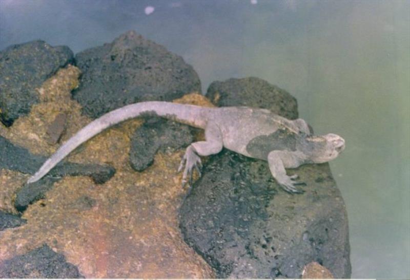 A sea iguana - photo © Hugh and Heather Bacon