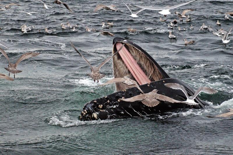 Humpback whale in Prince Williams Sound - photo © NOAA Fisheries