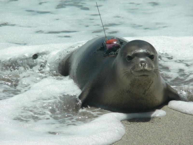 A young monk seal emerges from the water with a satellite tag containing important foraging data - photo © NOAA Fisheries