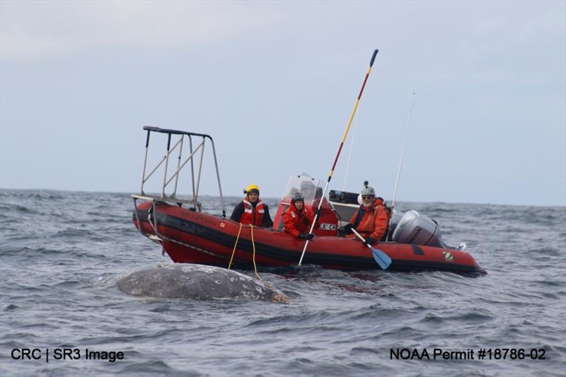 Response team members from Cascadia Research Collective and SR3 prepare to make final cuts in the gear entangling the juvenile gray whale - photo © CRC/SR3 under NOAA Permit #18786-02