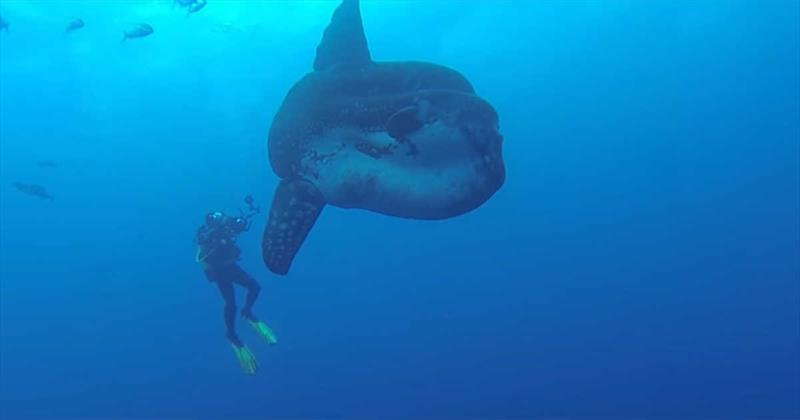 Divers dwarfed by enormous sunfish - photo © Earth Touch