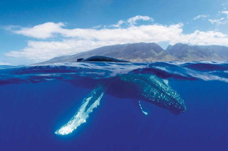 A humpback whale surfaces near Maui Island - photo © Hawaiian Islands Humpback Whale National Marine Sanctuary / Jason Moore