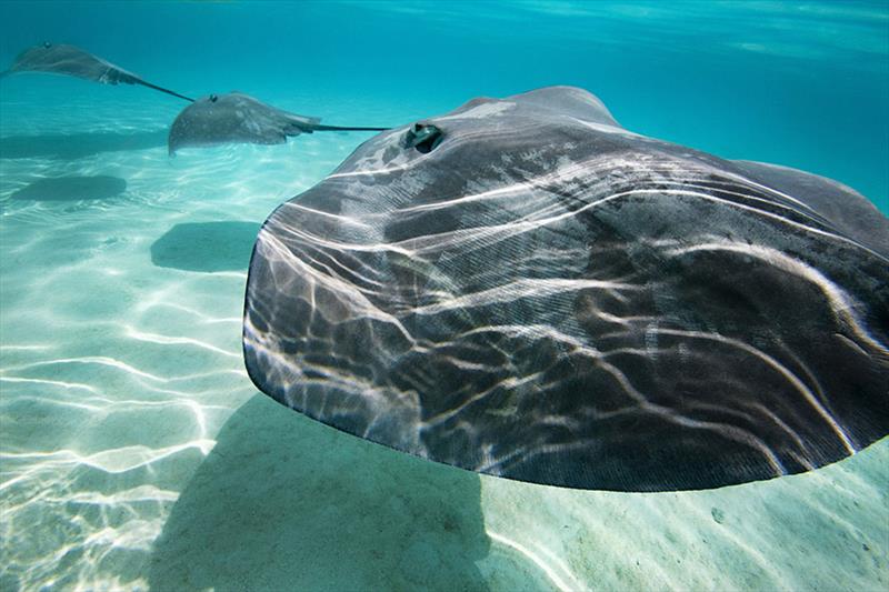 Stingrays - Photo tour through Tahiti with Andrea Francolini photo copyright Andrea Francolini taken at  and featuring the Cruising Yacht class