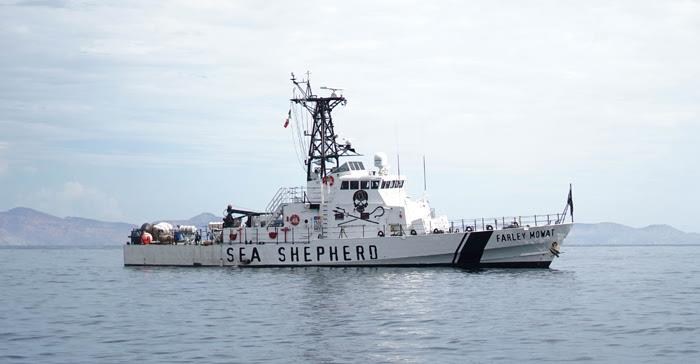 Sea Shepherd, in partnership with Mexican authorities, retrieved 16 illegal totoaba gillnets  photo copyright Sea Shepherd Conservation Society taken at  and featuring the Cruising Yacht class