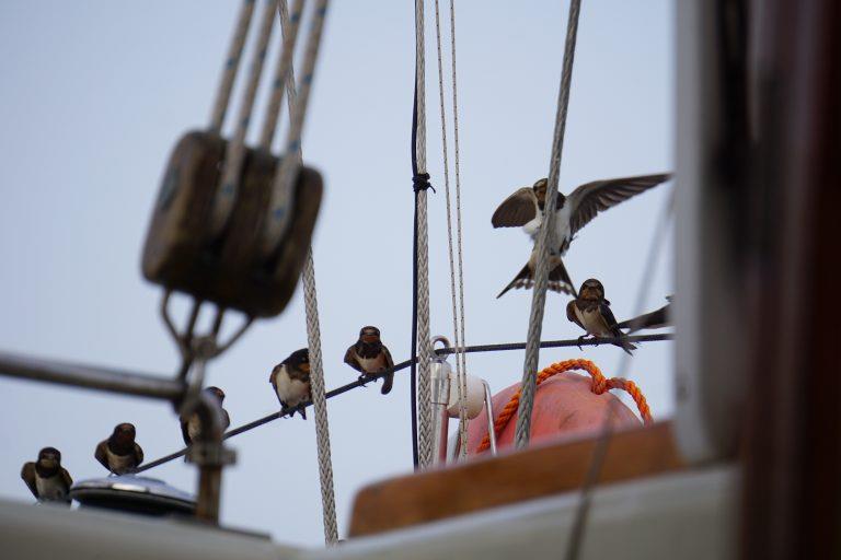 Sudan Swallows photo copyright Peter and Ginger Niemann taken at Changi Sailing Club and featuring the Cruising Yacht class