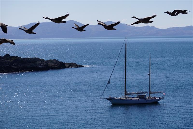 Irene in Holly Isle, Scotland (with geese) photo copyright Ginger Niemann taken at  and featuring the Cruising Yacht class