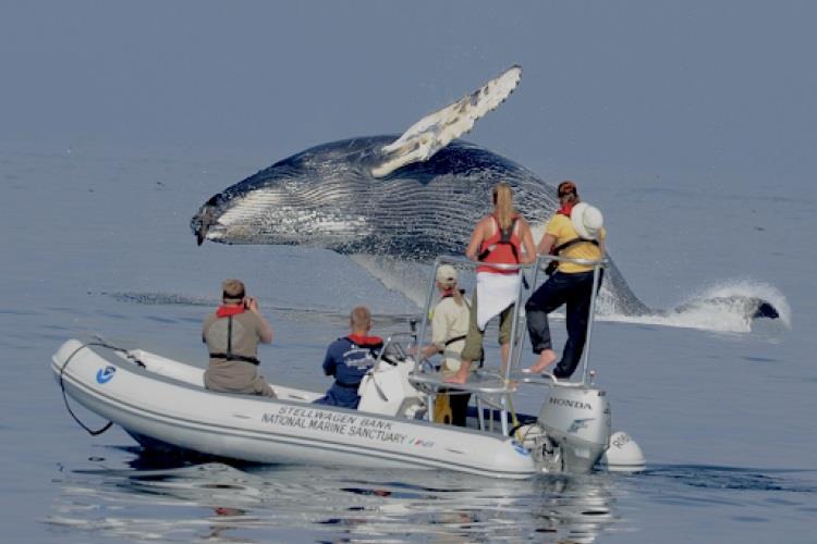 Another view of the breaching whale with Elliott, at left, taking the photo. - photo © Ari Friedlaender / UC Santa Cruz